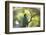 A Green Honeycreeper, Chlorophanes Spiza, Calls Out in Ubatuba, Brazil-Alex Saberi-Framed Photographic Print