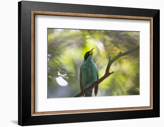 A Green Honeycreeper, Chlorophanes Spiza, Calls Out in Ubatuba, Brazil-Alex Saberi-Framed Photographic Print