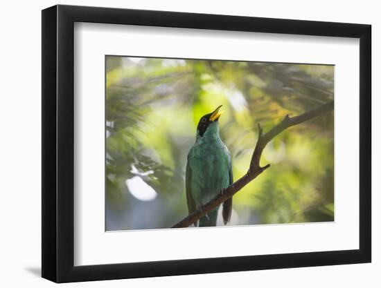 A Green Honeycreeper, Chlorophanes Spiza, Calls Out in Ubatuba, Brazil-Alex Saberi-Framed Photographic Print