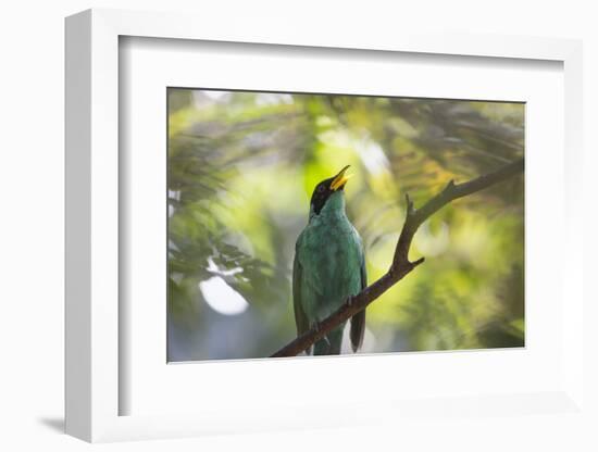 A Green Honeycreeper, Chlorophanes Spiza, Calls Out in Ubatuba, Brazil-Alex Saberi-Framed Photographic Print