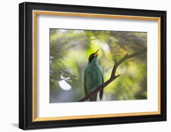 A Green Honeycreeper, Chlorophanes Spiza, Calls Out in Ubatuba, Brazil-Alex Saberi-Framed Photographic Print