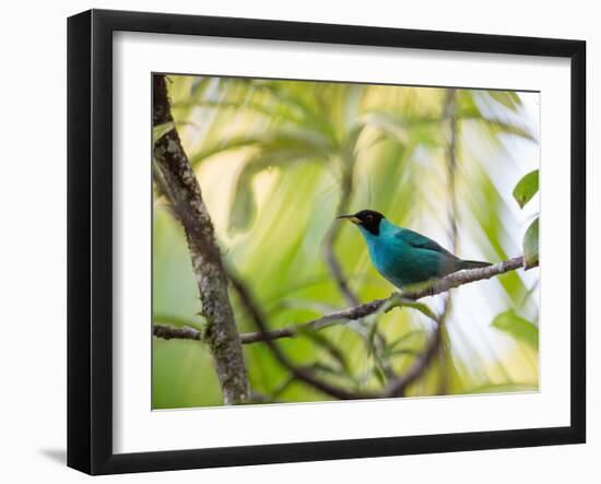 A Green Honeycreeper, Chlorophanes Spiza, Resting on a Branch-Alex Saberi-Framed Photographic Print