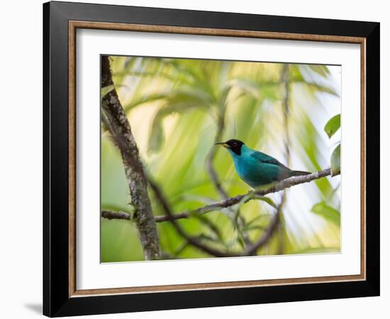 A Green Honeycreeper, Chlorophanes Spiza, Resting on a Branch-Alex Saberi-Framed Photographic Print