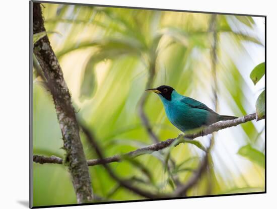 A Green Honeycreeper, Chlorophanes Spiza, Resting on a Branch-Alex Saberi-Mounted Photographic Print
