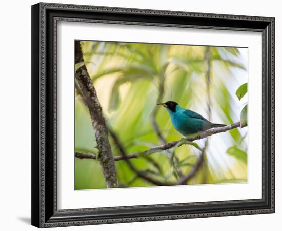 A Green Honeycreeper, Chlorophanes Spiza, Resting on a Branch-Alex Saberi-Framed Photographic Print