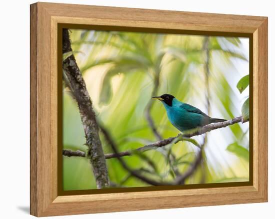 A Green Honeycreeper, Chlorophanes Spiza, Resting on a Branch-Alex Saberi-Framed Premier Image Canvas