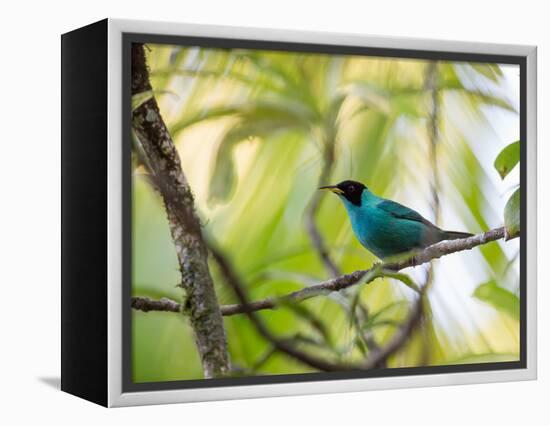 A Green Honeycreeper, Chlorophanes Spiza, Resting on a Branch-Alex Saberi-Framed Premier Image Canvas