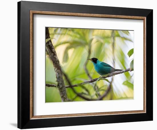 A Green Honeycreeper, Chlorophanes Spiza, Resting on a Branch-Alex Saberi-Framed Photographic Print