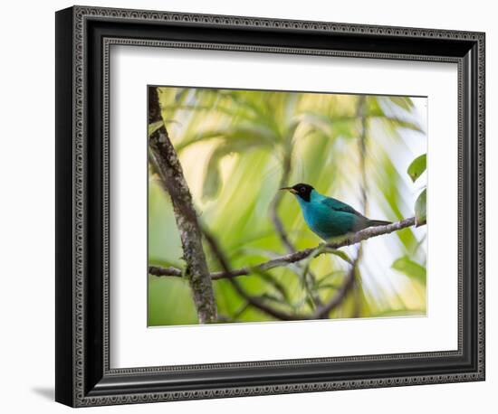 A Green Honeycreeper, Chlorophanes Spiza, Resting on a Branch-Alex Saberi-Framed Photographic Print