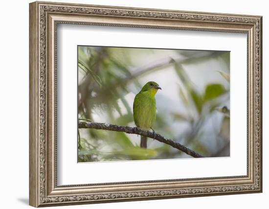 A Green Honeycreeper, Chlorophanes Spiza, Rests in a Tree in Ubatuba, Brazil-Alex Saberi-Framed Photographic Print