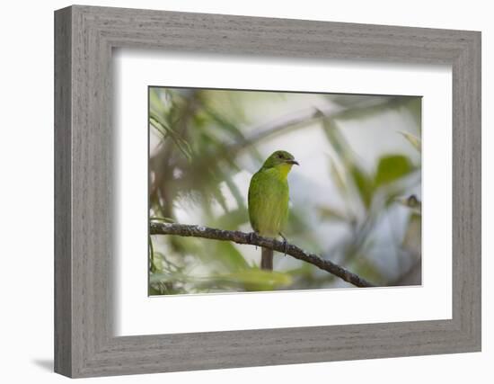 A Green Honeycreeper, Chlorophanes Spiza, Rests in a Tree in Ubatuba, Brazil-Alex Saberi-Framed Photographic Print