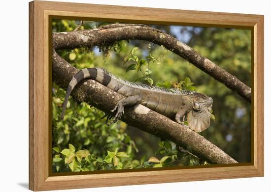 A Green Iguana (Iguana Iguana) (Common Iguana) (American Iguana), in the Jungle of Costa Rica-Stuart Forster-Framed Premier Image Canvas