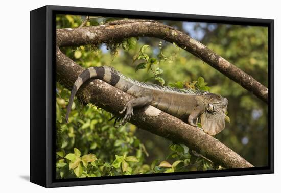 A Green Iguana (Iguana Iguana) (Common Iguana) (American Iguana), in the Jungle of Costa Rica-Stuart Forster-Framed Premier Image Canvas