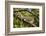 A Green Iguana (Iguana Iguana) (Common Iguana) (American Iguana), in the Jungle of Costa Rica-Stuart Forster-Framed Photographic Print