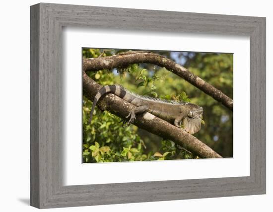 A Green Iguana (Iguana Iguana) (Common Iguana) (American Iguana), in the Jungle of Costa Rica-Stuart Forster-Framed Photographic Print