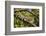 A Green Iguana (Iguana Iguana) (Common Iguana) (American Iguana), in the Jungle of Costa Rica-Stuart Forster-Framed Photographic Print