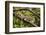 A Green Iguana (Iguana Iguana) (Common Iguana) (American Iguana), in the Jungle of Costa Rica-Stuart Forster-Framed Photographic Print