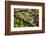 A Green Iguana (Iguana Iguana) (Common Iguana) (American Iguana), in the Jungle of Costa Rica-Stuart Forster-Framed Photographic Print