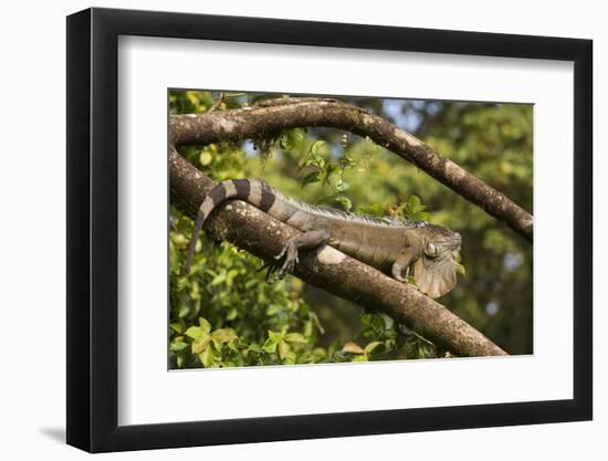 A Green Iguana (Iguana Iguana) (Common Iguana) (American Iguana), in the Jungle of Costa Rica-Stuart Forster-Framed Photographic Print