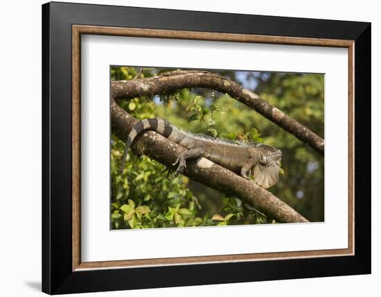 A Green Iguana (Iguana Iguana) (Common Iguana) (American Iguana), in the Jungle of Costa Rica-Stuart Forster-Framed Photographic Print