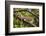 A Green Iguana (Iguana Iguana) (Common Iguana) (American Iguana), in the Jungle of Costa Rica-Stuart Forster-Framed Photographic Print