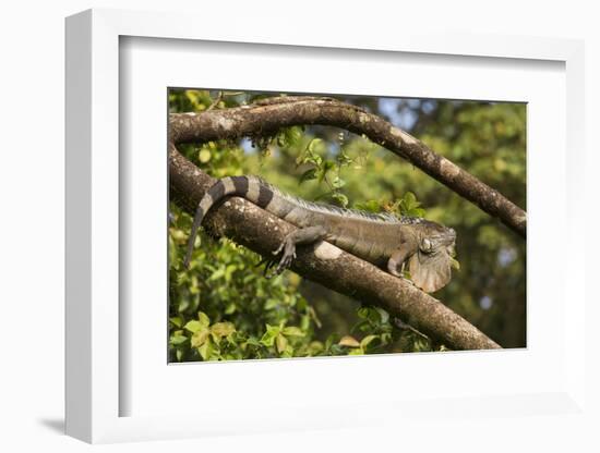 A Green Iguana (Iguana Iguana) (Common Iguana) (American Iguana), in the Jungle of Costa Rica-Stuart Forster-Framed Photographic Print