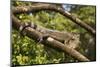 A Green Iguana (Iguana Iguana) (Common Iguana) (American Iguana), in the Jungle of Costa Rica-Stuart Forster-Mounted Photographic Print