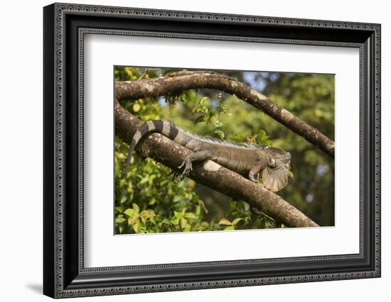 A Green Iguana (Iguana Iguana) (Common Iguana) (American Iguana), in the Jungle of Costa Rica-Stuart Forster-Framed Photographic Print