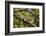 A Green Iguana (Iguana Iguana) (Common Iguana) (American Iguana), in the Jungle of Costa Rica-Stuart Forster-Framed Photographic Print