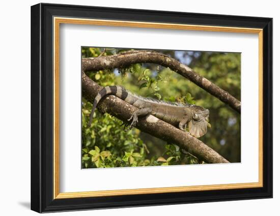 A Green Iguana (Iguana Iguana) (Common Iguana) (American Iguana), in the Jungle of Costa Rica-Stuart Forster-Framed Photographic Print