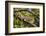 A Green Iguana (Iguana Iguana) (Common Iguana) (American Iguana), in the Jungle of Costa Rica-Stuart Forster-Framed Photographic Print