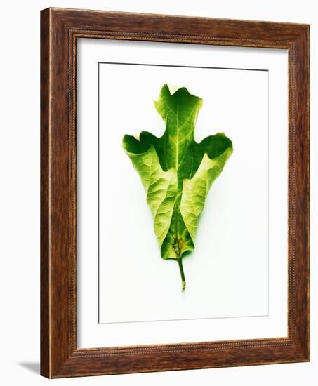 A Green Oak Leaf-Hermann Mock-Framed Photographic Print