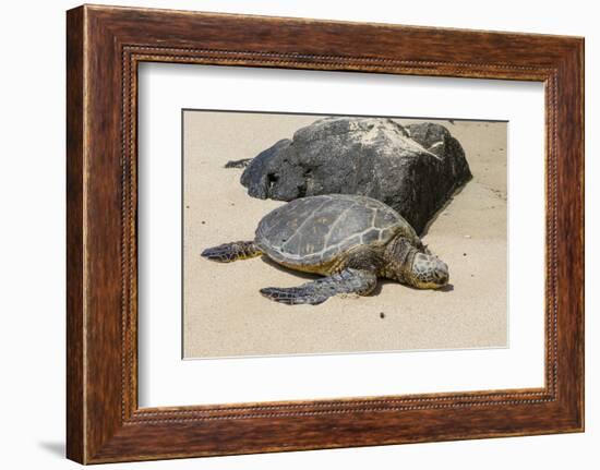 A Green Sea Turtle (Chelonia Mydas) on Laniakea Beach-Michael DeFreitas-Framed Photographic Print