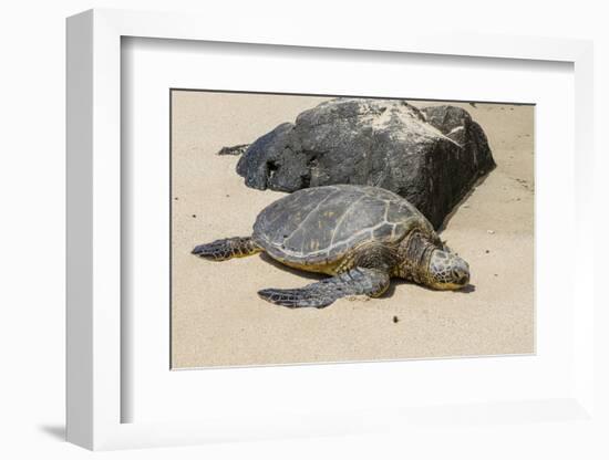 A Green Sea Turtle (Chelonia Mydas) on Laniakea Beach-Michael DeFreitas-Framed Photographic Print