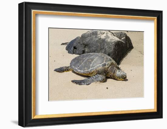 A Green Sea Turtle (Chelonia Mydas) on Laniakea Beach-Michael DeFreitas-Framed Photographic Print