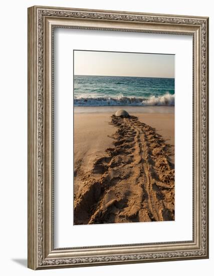 A green sea turtle, Chelonia mydas, returning to the sea after laying her eggs. Ras Al Jinz, Oman.-Sergio Pitamitz-Framed Photographic Print