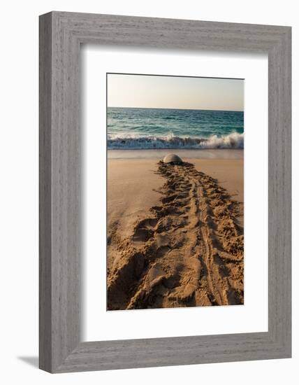 A green sea turtle, Chelonia mydas, returning to the sea after laying her eggs. Ras Al Jinz, Oman.-Sergio Pitamitz-Framed Photographic Print