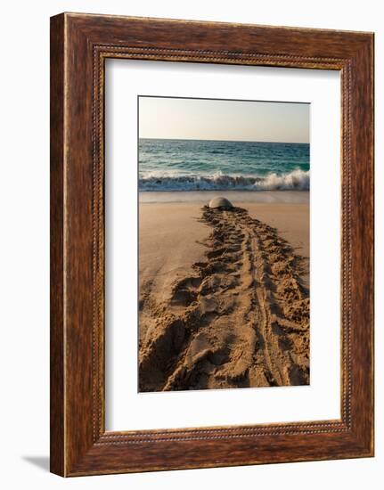 A green sea turtle, Chelonia mydas, returning to the sea after laying her eggs. Ras Al Jinz, Oman.-Sergio Pitamitz-Framed Photographic Print