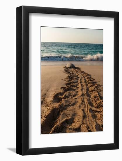 A green sea turtle, Chelonia mydas, returning to the sea after laying her eggs. Ras Al Jinz, Oman.-Sergio Pitamitz-Framed Photographic Print