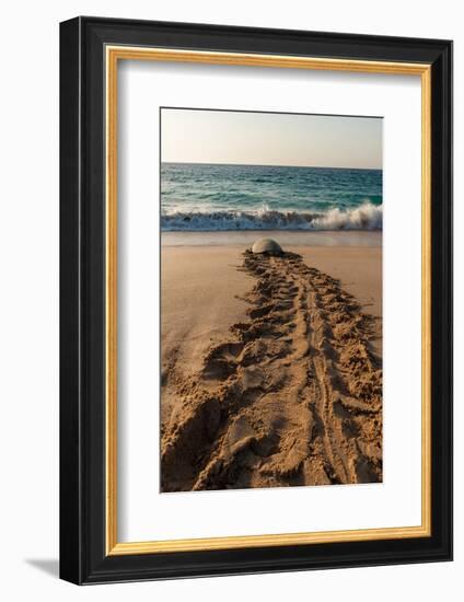 A green sea turtle, Chelonia mydas, returning to the sea after laying her eggs. Ras Al Jinz, Oman.-Sergio Pitamitz-Framed Photographic Print