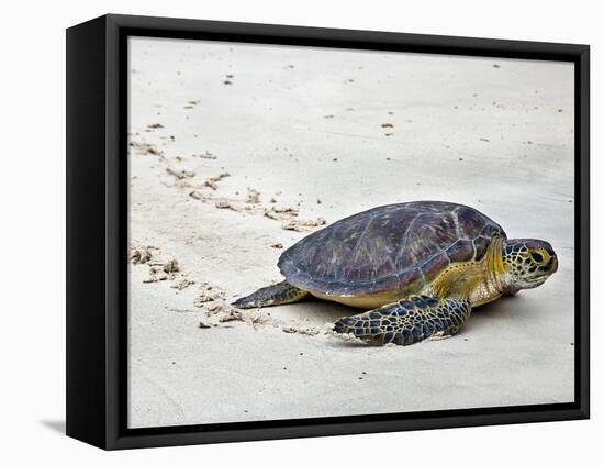 A Green Sea Turtle Crossing Watamu Beach, White Sandy Beach Is an Important Breeding Ground for Thr-Nigel Pavitt-Framed Premier Image Canvas