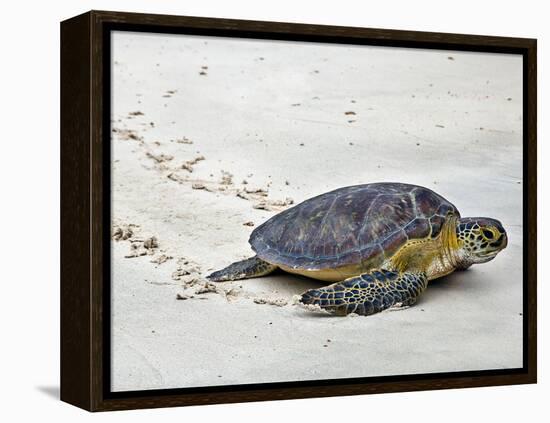 A Green Sea Turtle Crossing Watamu Beach, White Sandy Beach Is an Important Breeding Ground for Thr-Nigel Pavitt-Framed Premier Image Canvas
