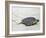 A Green Sea Turtle Crossing Watamu Beach, White Sandy Beach Is an Important Breeding Ground for Thr-Nigel Pavitt-Framed Photographic Print