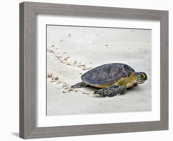 A Green Sea Turtle Crossing Watamu Beach, White Sandy Beach Is an Important Breeding Ground for Thr-Nigel Pavitt-Framed Photographic Print