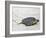 A Green Sea Turtle Crossing Watamu Beach, White Sandy Beach Is an Important Breeding Ground for Thr-Nigel Pavitt-Framed Photographic Print