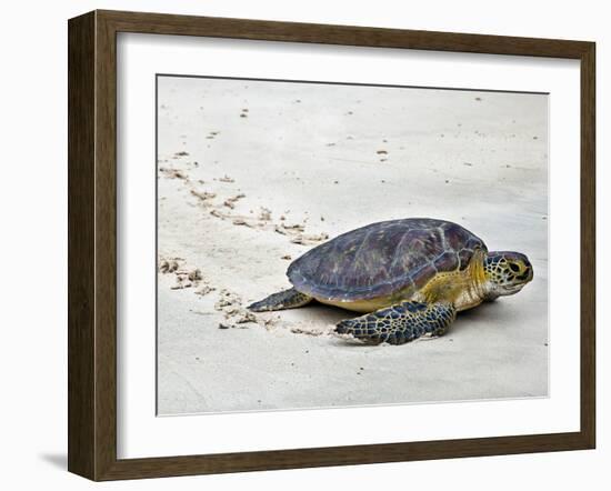 A Green Sea Turtle Crossing Watamu Beach, White Sandy Beach Is an Important Breeding Ground for Thr-Nigel Pavitt-Framed Photographic Print