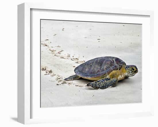 A Green Sea Turtle Crossing Watamu Beach, White Sandy Beach Is an Important Breeding Ground for Thr-Nigel Pavitt-Framed Photographic Print