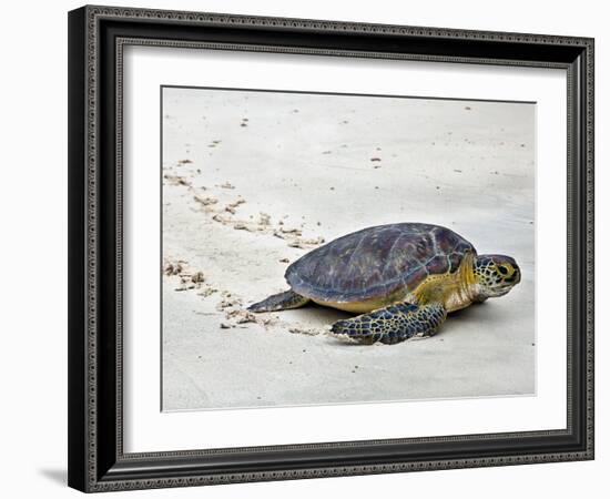 A Green Sea Turtle Crossing Watamu Beach, White Sandy Beach Is an Important Breeding Ground for Thr-Nigel Pavitt-Framed Photographic Print