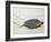 A Green Sea Turtle Crossing Watamu Beach, White Sandy Beach Is an Important Breeding Ground for Thr-Nigel Pavitt-Framed Photographic Print