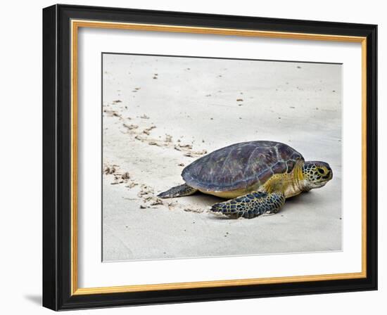 A Green Sea Turtle Crossing Watamu Beach, White Sandy Beach Is an Important Breeding Ground for Thr-Nigel Pavitt-Framed Photographic Print